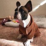 Autumn Winter Fashion Dog Hoodies With Pocket Small Dog Winter Clothes Puppy - Image 2