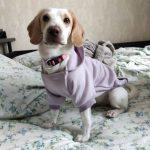 Autumn Winter Fashion Dog Hoodies With Pocket Small Dog Winter Clothes Puppy - Image 3