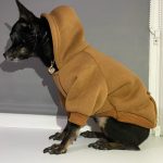 Autumn Winter Fashion Dog Hoodies With Pocket Small Dog Winter Clothes Puppy - Image 5