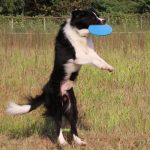 Dog Toy 17.8CM Flying Discs for Large Dog Rubber Flying Saucer Dog Accessories frisbee disc - Image 4