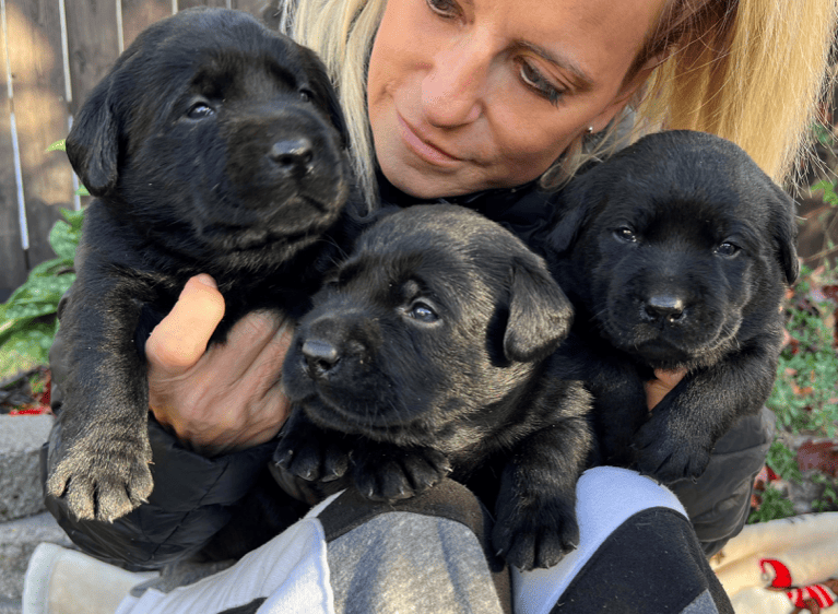 Can dogs be bred to be as smart as humans?